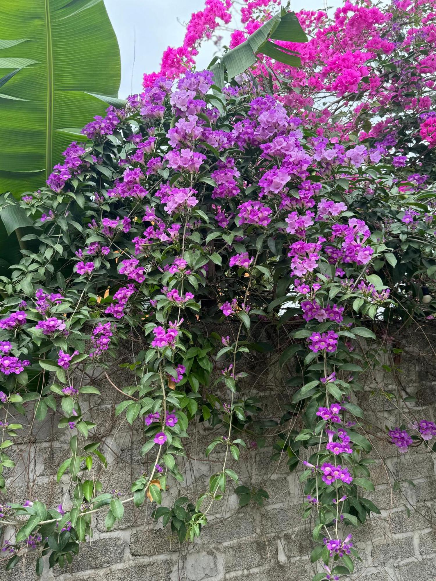 Rosa Garden Hotel Ninh Binh Bagian luar foto